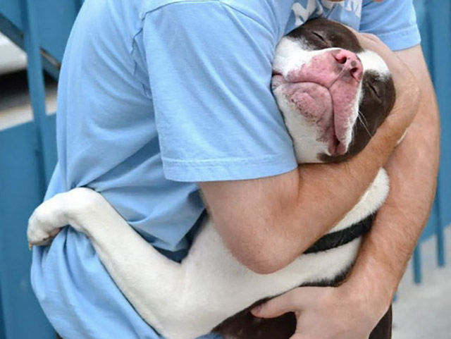 The Top Reasons Why Pitbulls Make the "Worst" Pets