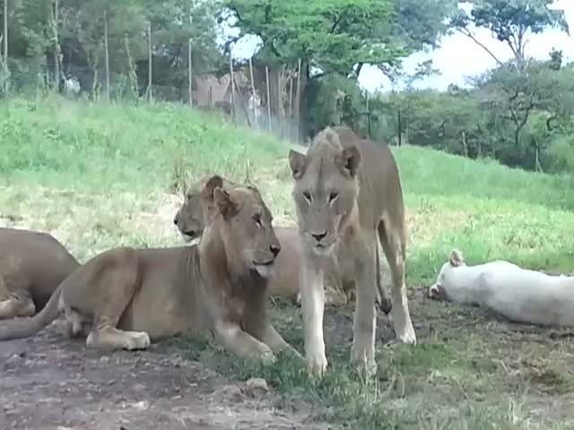 Lion Opens Tourists' Car Door at Safari Park  (VIDEO)