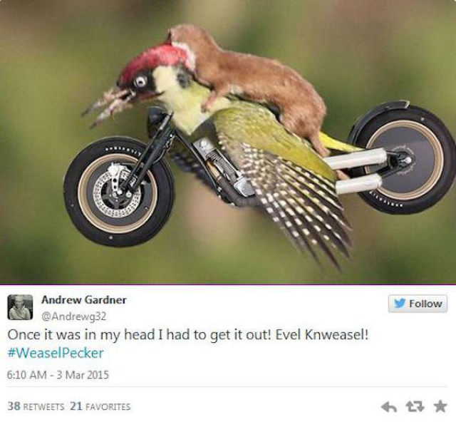 Hilarious Memes of the Weasel Riding the Woodpecker