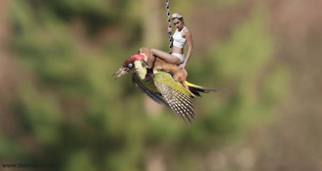Hilarious Memes of the Weasel Riding the Woodpecker