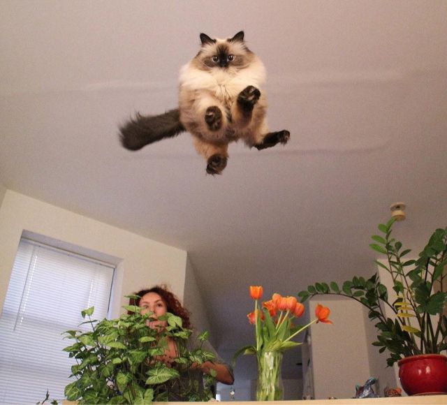 The Cutest, Coolest and Craziest Cat Photos Ever Taken