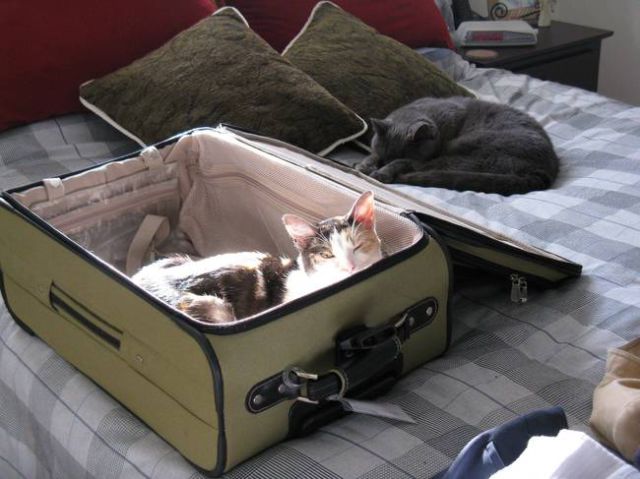 Your Pets Know When You are Planning a Holiday without Them