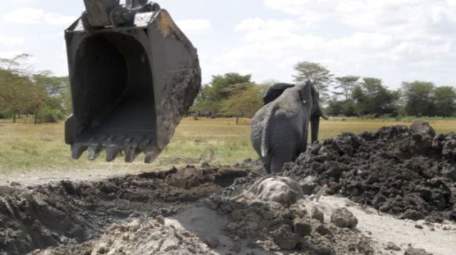 Rescuers Use a Forklift to Free an Elephant Stuck in the Mud