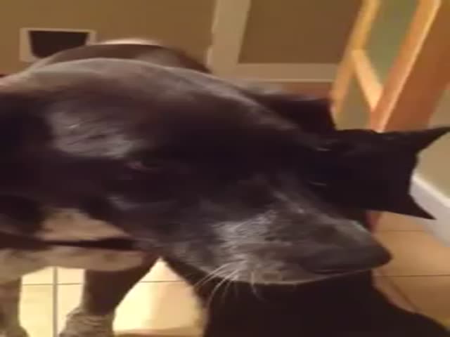 Cat Is Super Happy and Excited to See Dog Again After Being Separated for 10 Days 