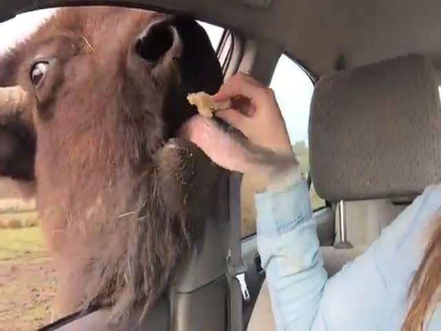 Buffalo Wants to Befriend with Woman Driving through Safari  (VIDEO)