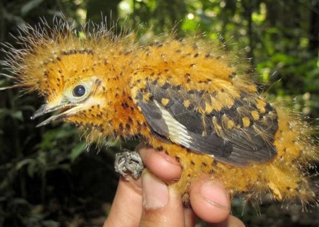 An Amazonian Bird’s Smart and Sneaky Survival Mechanism