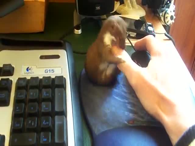 You Can Never Be Productive When You Own a Baby Weasel  (VIDEO)