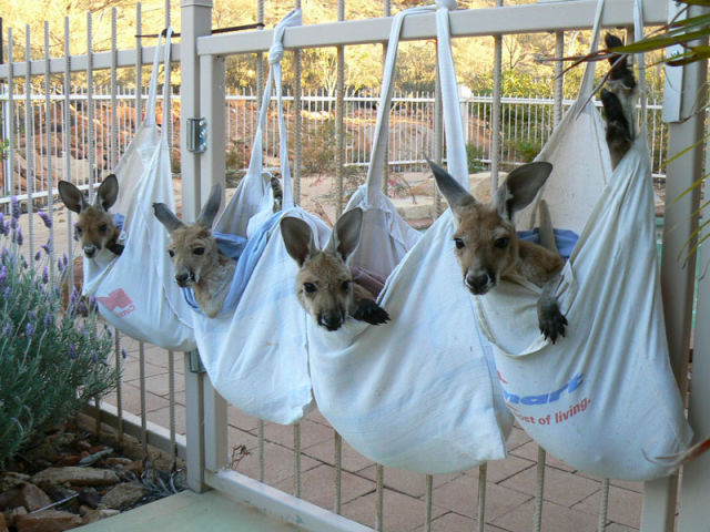 A Loving Home for Orphaned Baby Kangaroos
