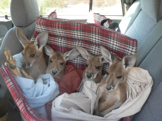 A Loving Home for Orphaned Baby Kangaroos