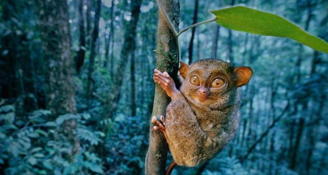 The Cutest and Most Peculiar Creature in the World