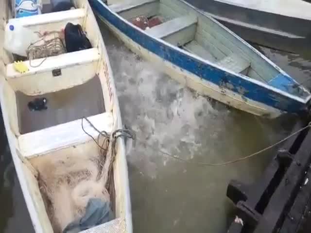 Feeding Piranhas in a Brazilian River  (VIDEO)
