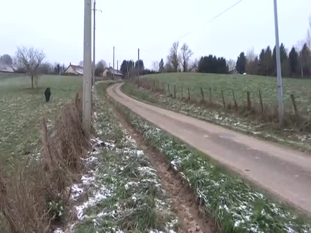 Have You Ever Seen a Wild Boar Chased by Ponies?  (VIDEO)