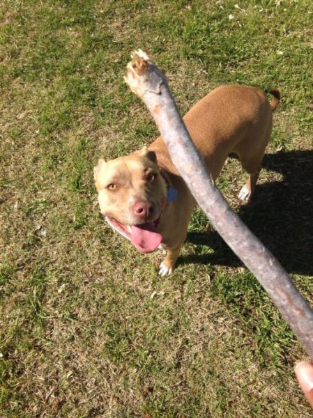 This Dog Makes His Own Rules for “Fetch”