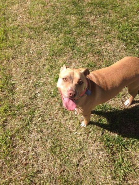 This Dog Makes His Own Rules for “Fetch”