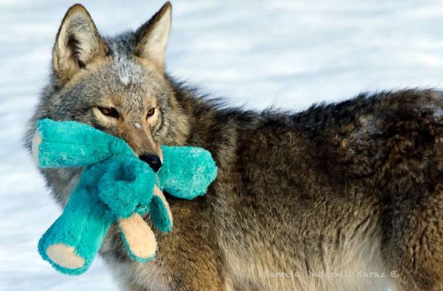 Wild Coyote Adopts an Abandoned Cuddly Toy