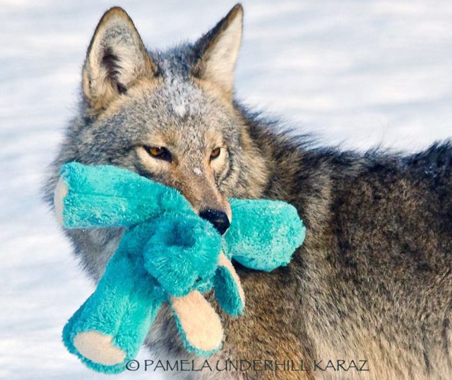 Wild Coyote Adopts an Abandoned Cuddly Toy