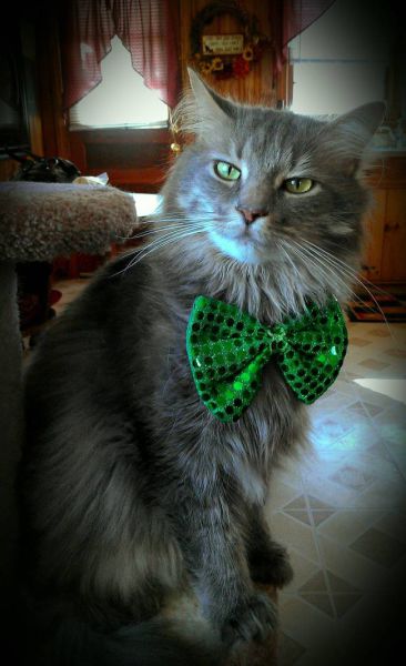 Adorable Animals Who Are in the St Paddy’s Day Spirit