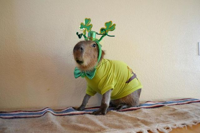 Adorable Animals Who Are in the St Paddy’s Day Spirit