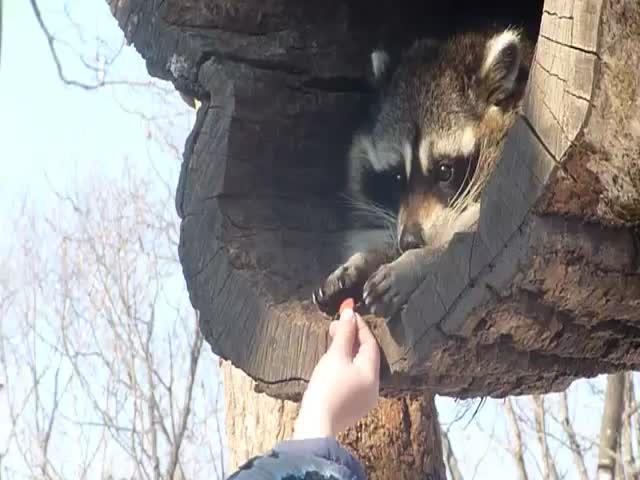This Cautious Raccoon Is Deadly Cute  (VIDEO)