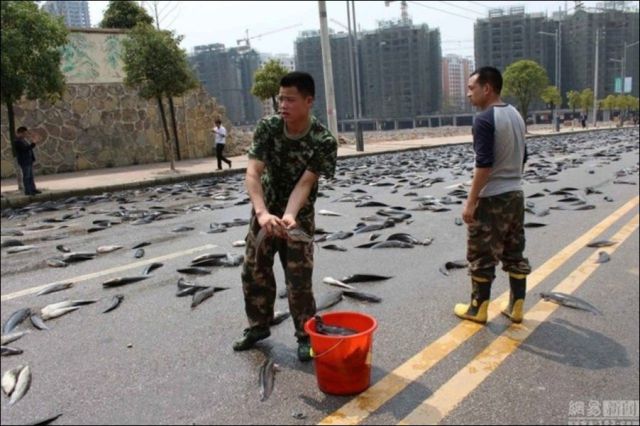 A Fishy Motorway in China