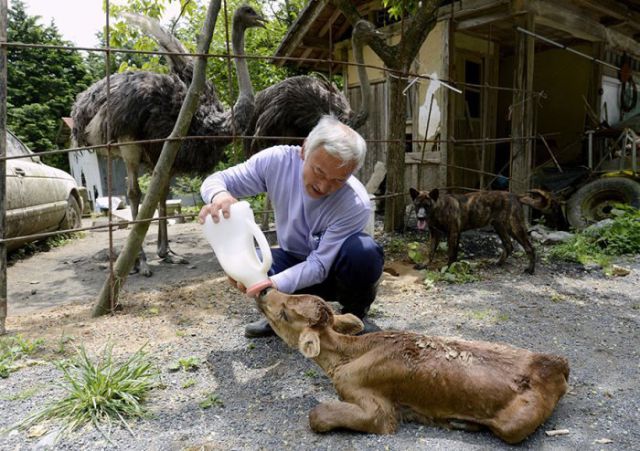 The Animal Saviour of Fukushima