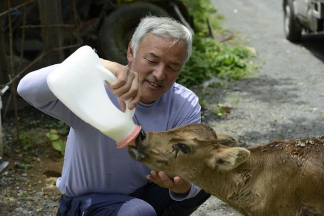 The Animal Saviour of Fukushima