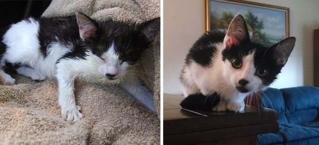 Rescued Cats Get a New Lease on Life