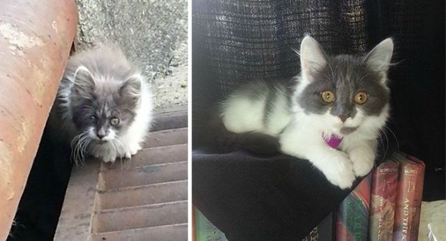 Rescued Cats Get a New Lease on Life