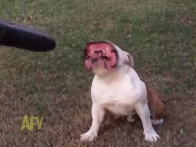Bulldog + Leaf Blower = Alien Face  (VIDEO)