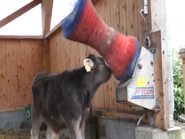Cows Love to Rub Themselves onto This Cleaning Machine  (VIDEO)