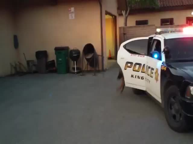 Police Puppy Apprehends Fleeing 'Suspect'  (VIDEO)