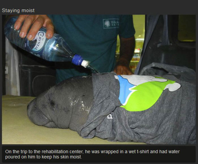 A Kind Human Rescues a Sweet Manatee