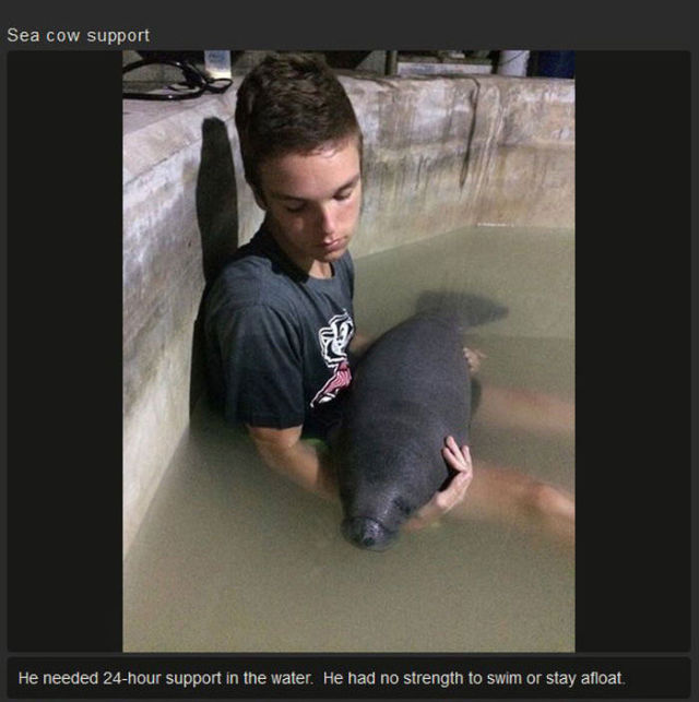 A Kind Human Rescues a Sweet Manatee