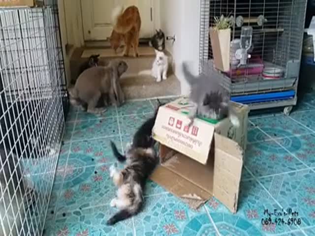 Rabbit Tries to Get Some with a Cat  (VIDEO)