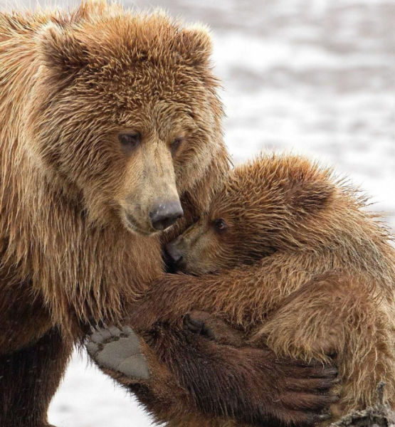 Bear Hugs Are a Real Thing