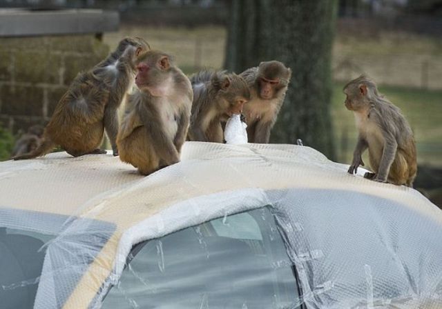 Bubble Wrap Is a Useful Monkey Deterrent