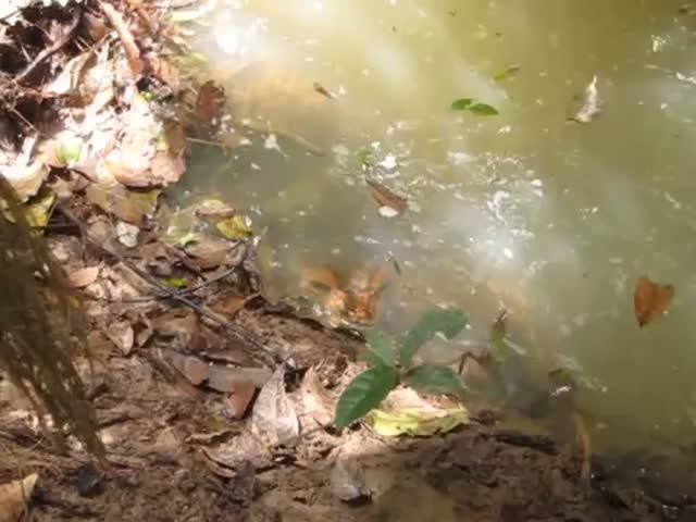 Why Would You Even Consider the Idea of Poking an Anaconda?  (VIDEO)