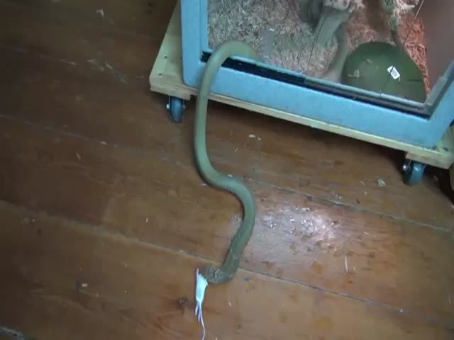 Snake Owner Feeds His Short Tempered King Cobra 