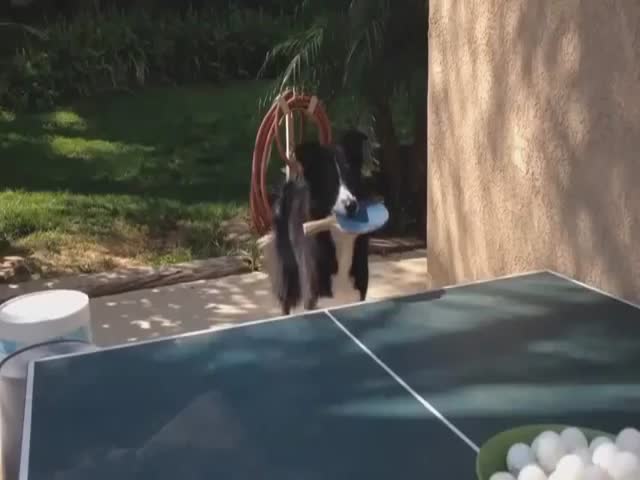 This Dog Rocks at Playing Ping Pong  (VIDEO)