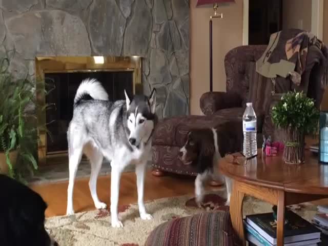Annoyed Husky Starts Howling Game  (VIDEO)