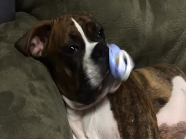 Boxer Puppy Falls Asleep with a Baby Pacifier in Her Mouth  (VIDEO)