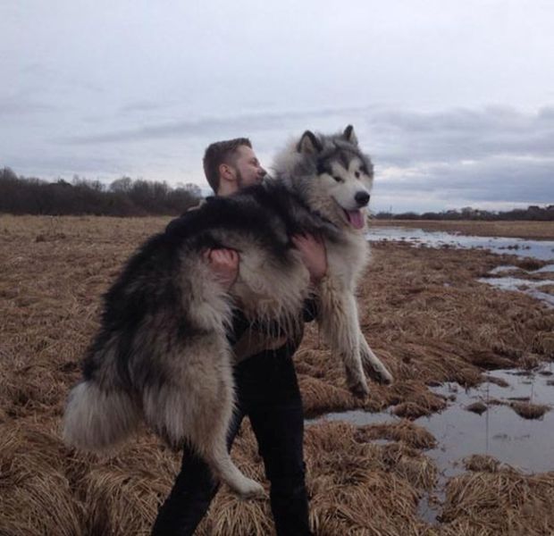 Cute Malamute Puppy Turns into a Giant Fury Beast