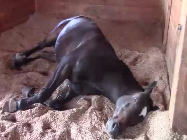 Horses Peacefully Farting and Snoring  (VIDEO)
