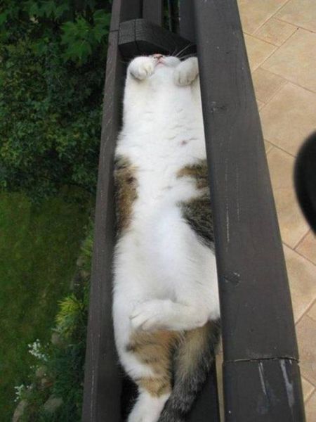 Cats Will Literally Curl Up Anywhere