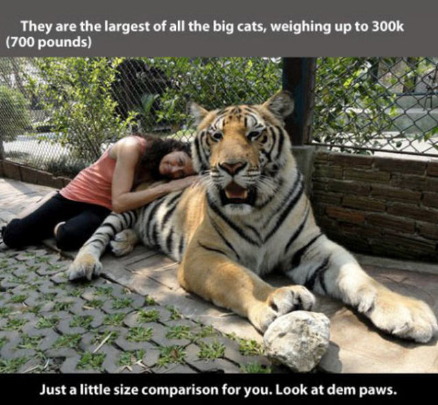 Fun Tiger Truths That You Will Be Interested to Learn