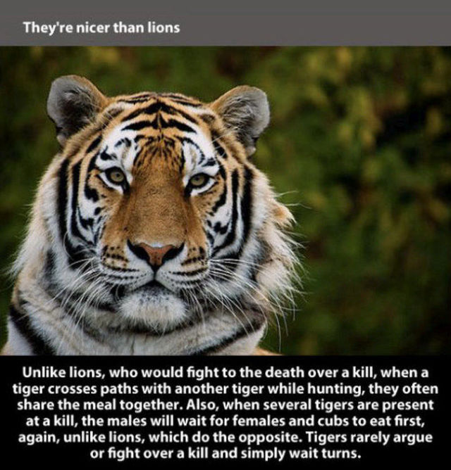 Fun Tiger Truths That You Will Be Interested to Learn