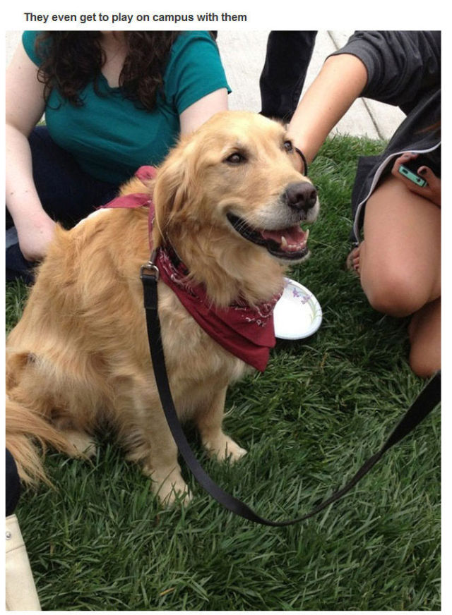 Therapy Dogs Are Four Legged Miracle Workers