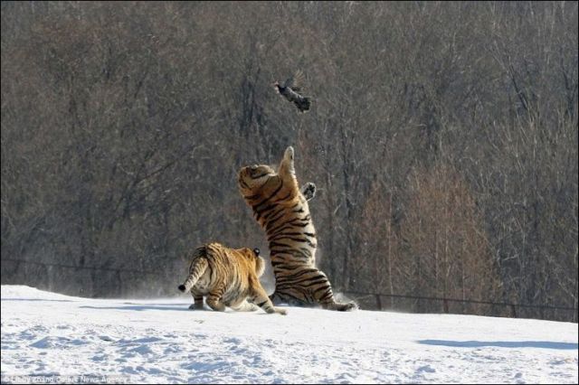 A Hilarious Tiger Fail in China