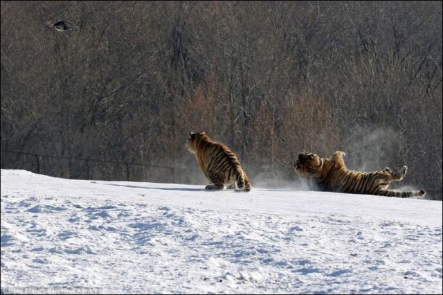 A Hilarious Tiger Fail in China