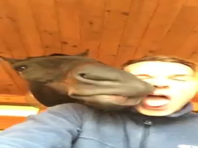 Horse French Kisses Guy 